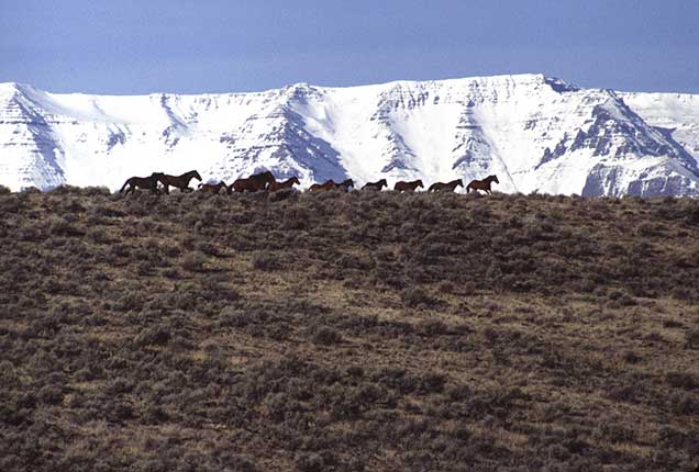 Wild horses run through the Challis Herd Management Area. BLM photo.