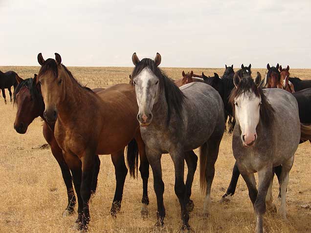 Wild horses from the Saylor Creek Herd Management Area. BLM photo.