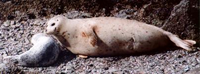 A zoom lens or spotting scope allows a closer look at a seal pup and its mother. In summer months, rangers often set up spotting scopes near wildlife. (photo curtesy of Mitch Rohse)