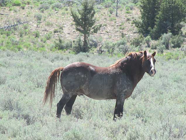 Horses from the Liggett Table HMA on the range. BLM Photo