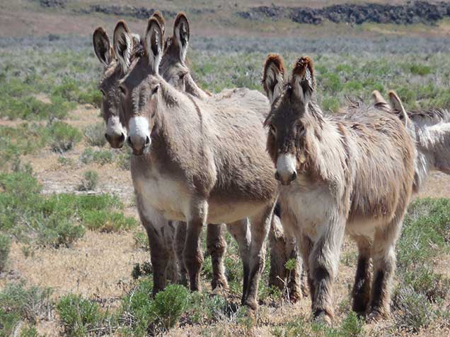 Burros on the Warm Springs HMA. BLM photo