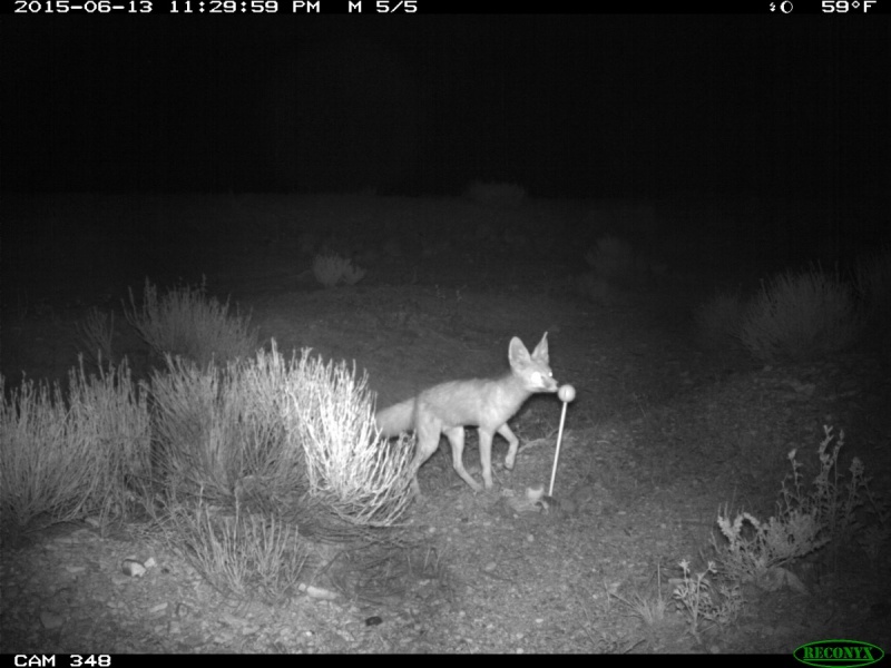 A kit fox sniffs the scented golf ball. Caught on a night-cam. 