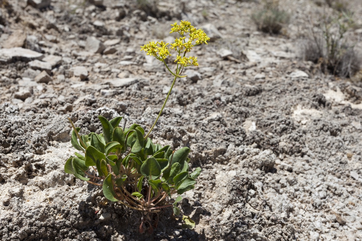 plant with bright yellow inflorescence on a single stem growing out of small spinach-like leaves