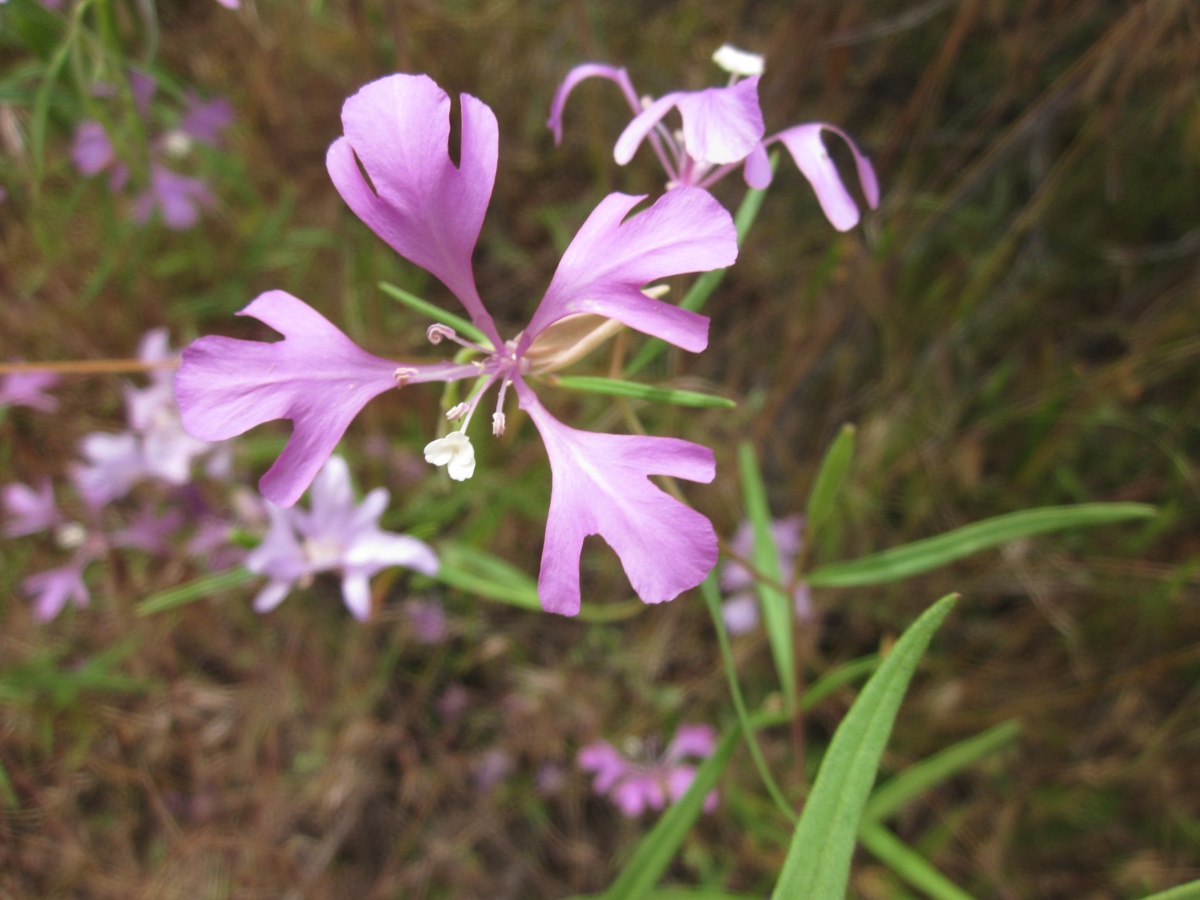 pink flower with four deeply lobed petals