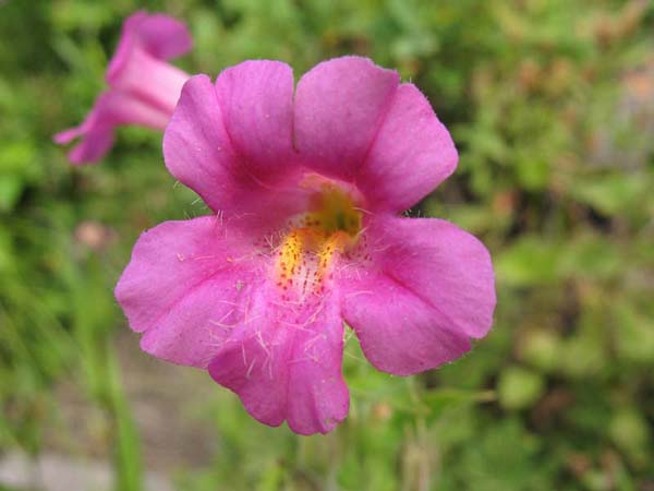 Close-up of pink, hairy, tubular flower