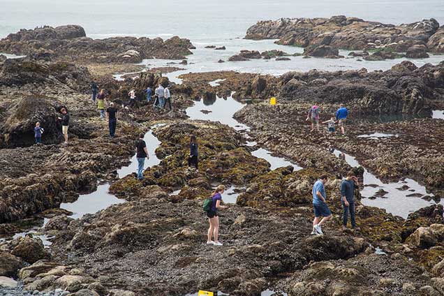 Yaquina Head Tidepool