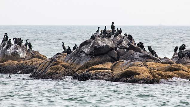 Yaquina Head Wildlife