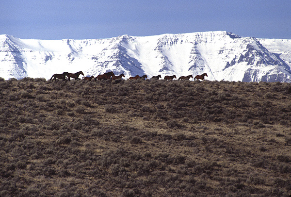 Challis Herd Management Area