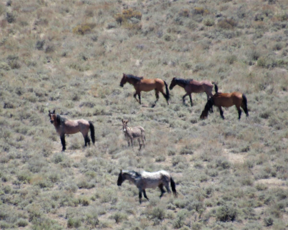 Wild Horses and a Burro roaming in the Shawave Mts HMA