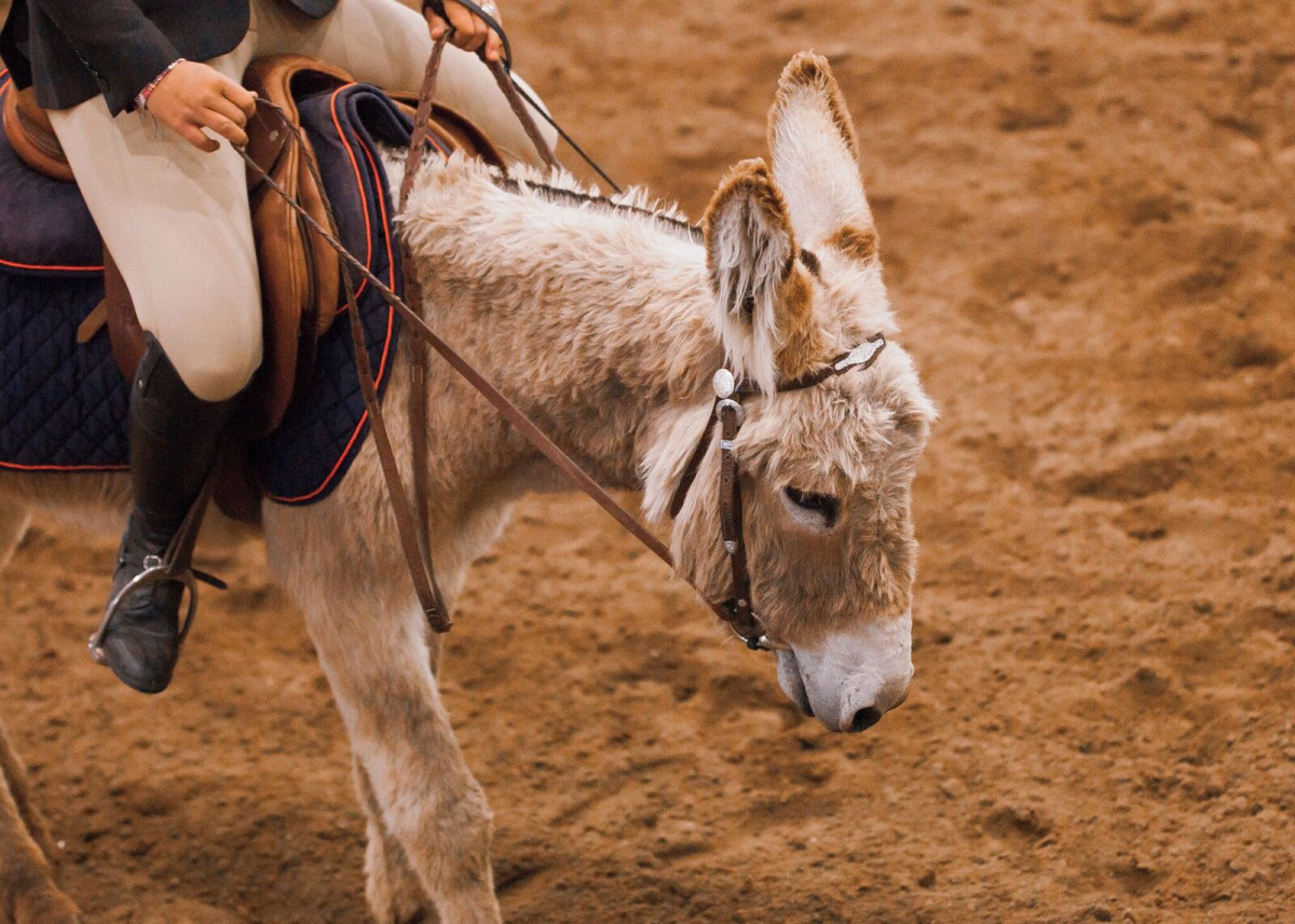 Burro under saddle. 