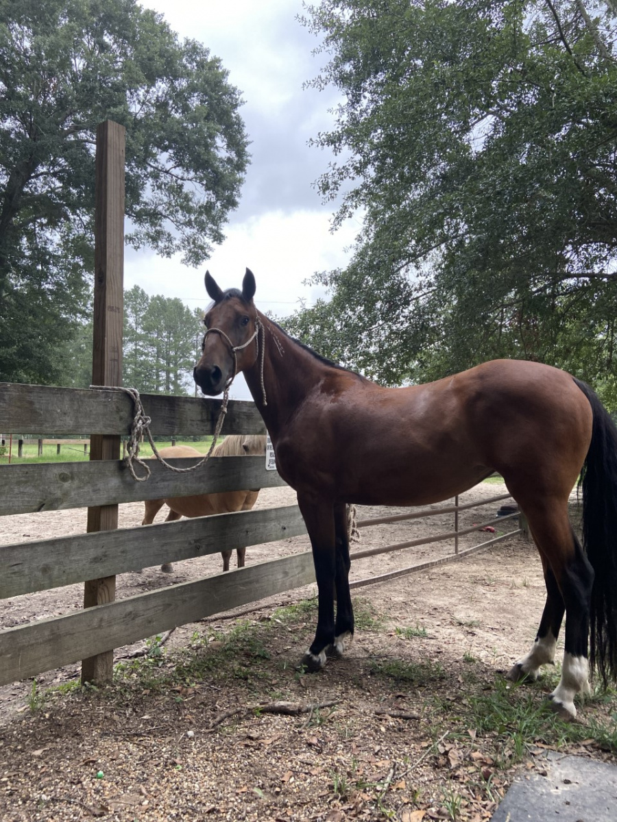 A brown horse haltered to a fence. 