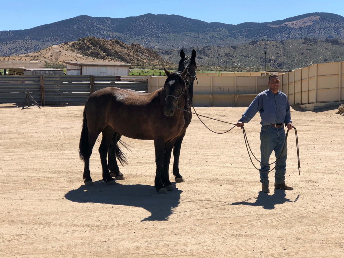 Man stands with two haltered horses. 