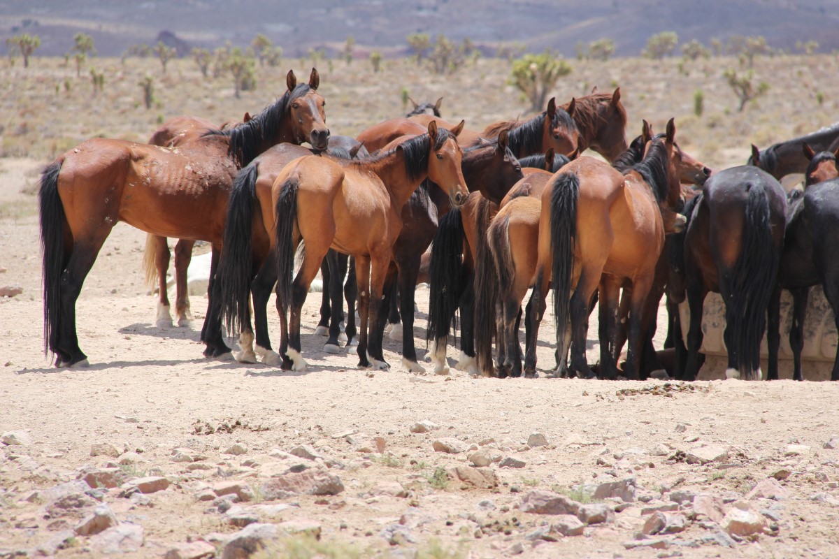 A group of wild horses stand near a water source. 