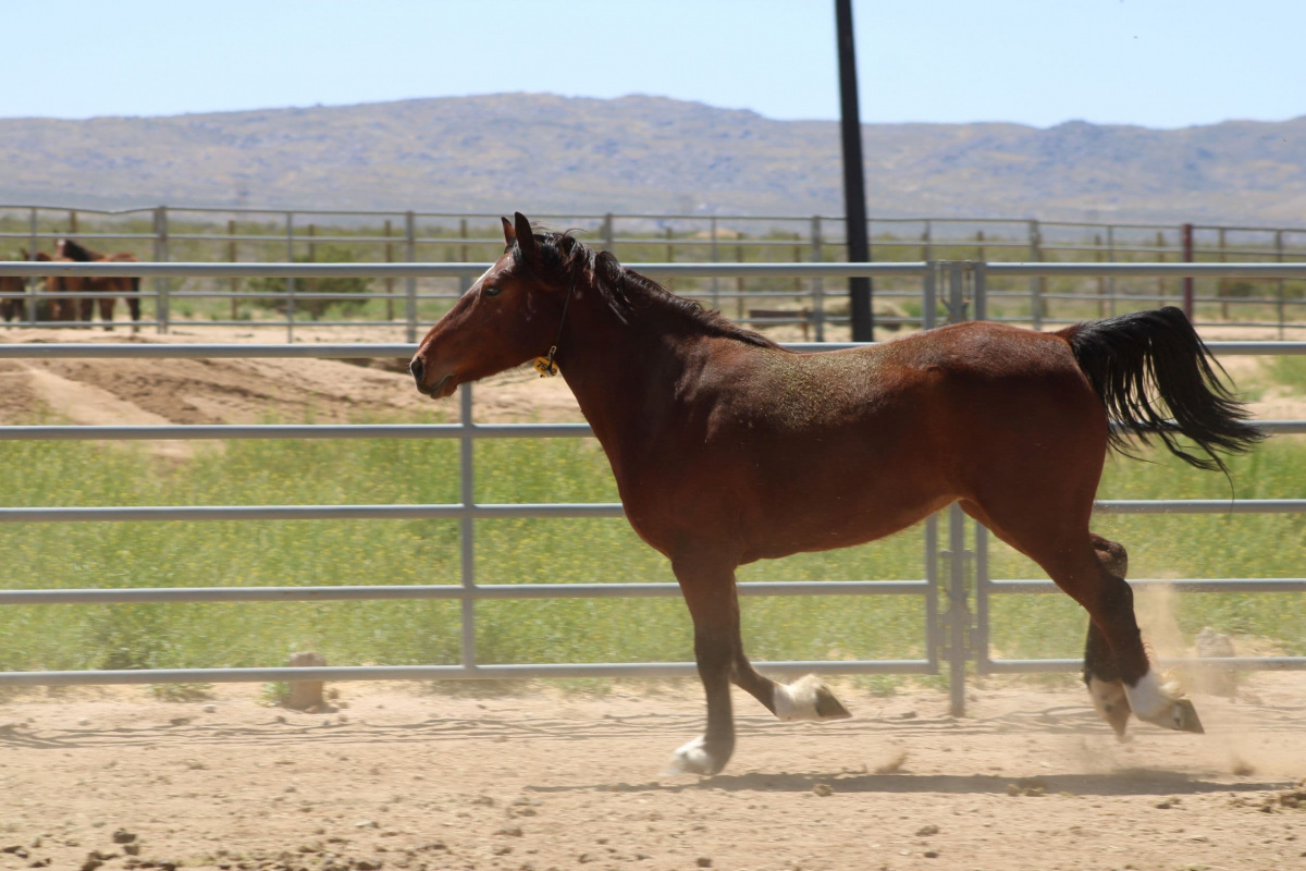 Mare running. 