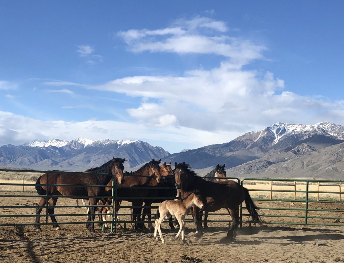 A group of horses standing in a pen. 