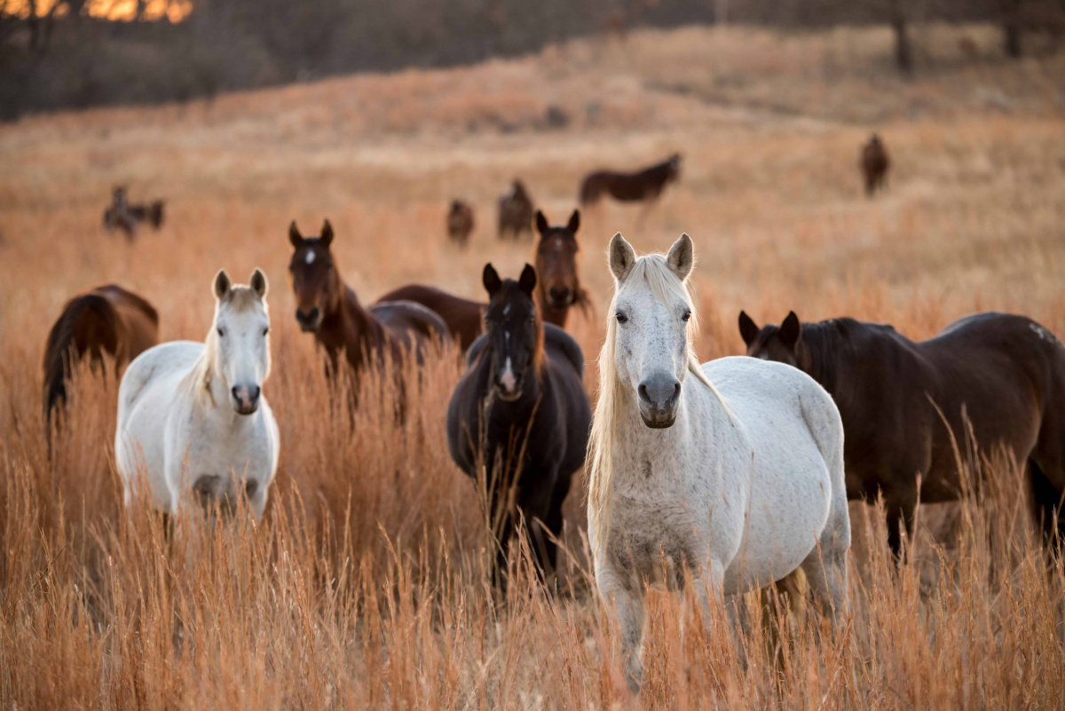 Wild horses standing in grass. 