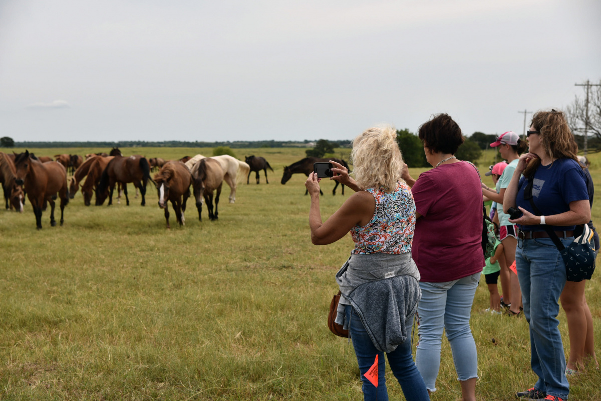 People looking at horses. 