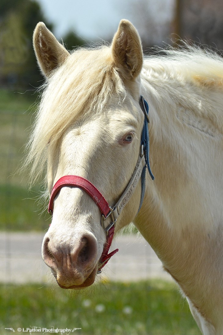 A picture of a horse's face. 