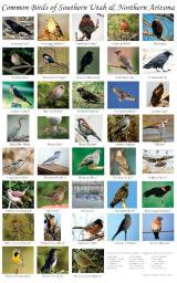 Many small squares that are like postage stamps on a page showing a different bird in each one. The name of each bird is under its square.