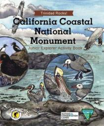 Illustrated cover of the “California Coastal National Monument: Junior Explorer Activity Book,” featuring drawings of seabirds such as pelicans, gulls, and cormorants along a rocky shoreline with ocean waves in the background.