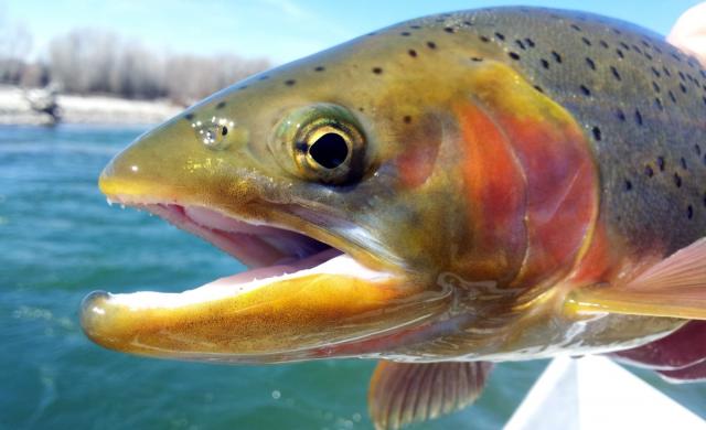 Rainbow trout on the South Fork of the Snake River. Photo by Josh Jablow.