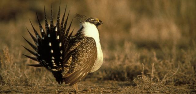 Greater sage-grouse in Idaho. BLM Idaho photo.