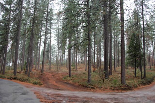 A forest clearing with tall, evenly spaced pine trees stands next to a dirt road, with fallen needles and patches of low vegetation covering the ground beneath the trees on an overcast day.