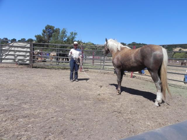 A woman holds a horse at the end of a rope in a round pen.