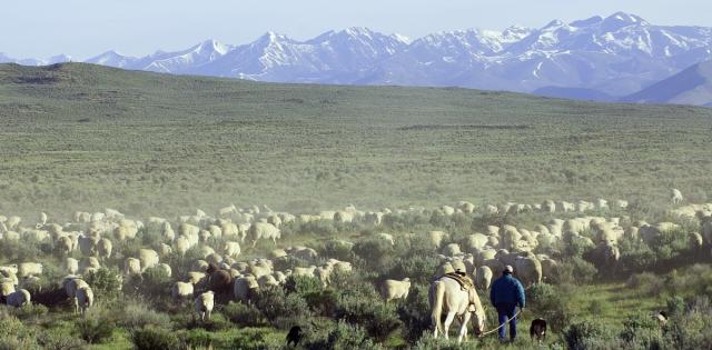 Rancher and his sheep move through public lands near Shoshone, Idaho with tall mountains in the distance.