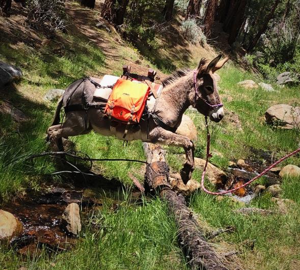 burro Bracelet clears a stream while on the trail