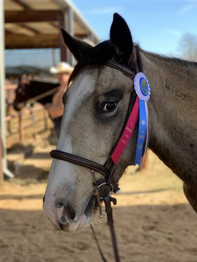 Buckeye Boone wins Greenbroke mustang