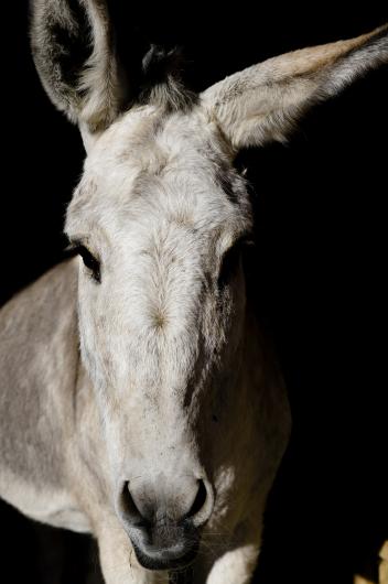 The many expressions of Penny the Burro