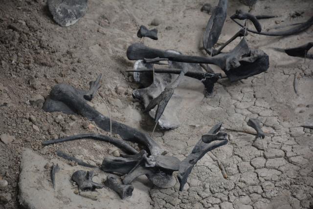 Fossils in the Cleveland-Lloyd Dinosaur Quarry at Jurassic National Monument managed by the Price Field Office.