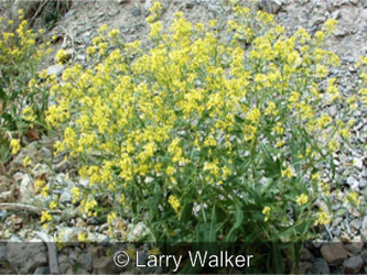 Yellow plant, elongated mustard