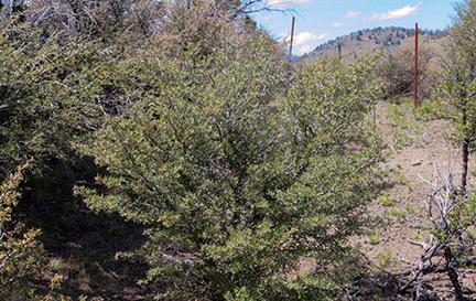 Healthy Mountain Mahogany