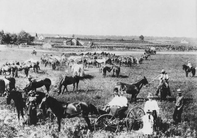 Kittie Wilkins; Idaho State Historical Society; "Blooded Horses shipped from Massachusetts