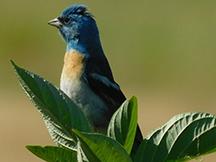 Lazuli Bunting sitting on a tree branch 