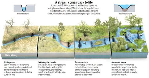 Outline of how a restoration of a creek develops over time