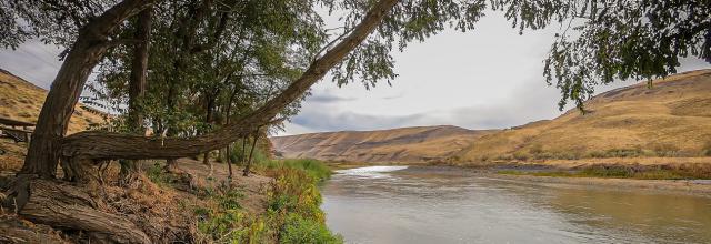 dry landscape with tree and river