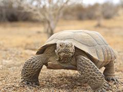 Desert Tortoise in the Mojave Desert