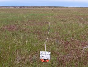 Cheatgrass in Havre field 