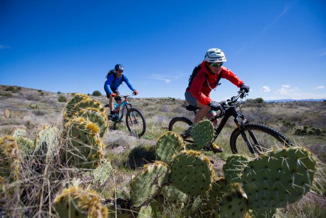 Two mountain bike riders in the desert on a singletrack trail. Large cactus in the foreground and bright blue sky.