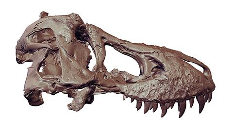 TRex skull 