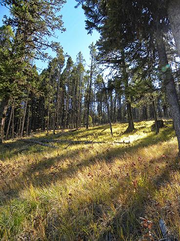 Sunlight coming through trees near Garnet, MT