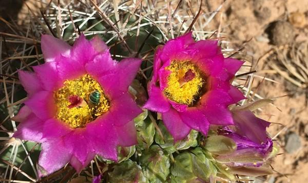 A hedgehog cactus in bloom