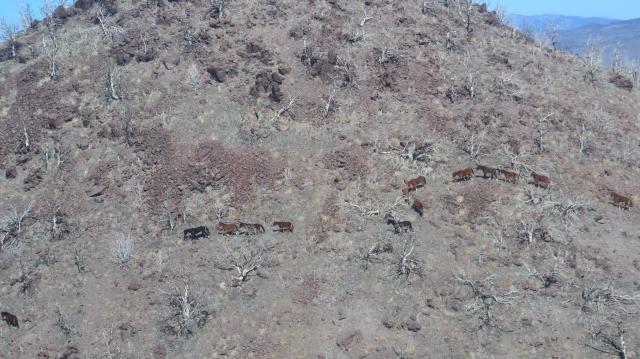 Horses on a hillside 