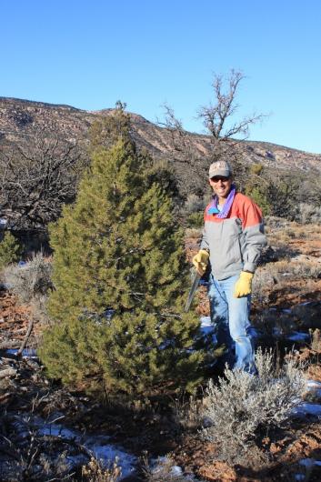 Man with a saw next to a Christmas tree