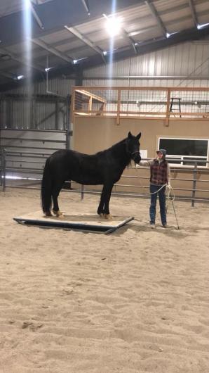 Horse and woman in arena. 