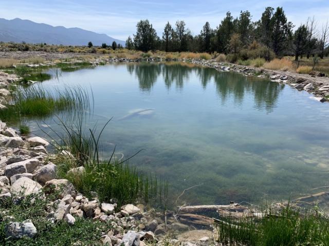 Pond with rocks surrounding it and trees in the background