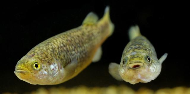 Pahrump poolfish in an aquarium.